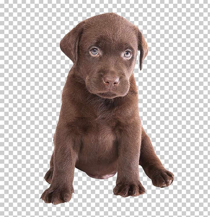 Labrador Retriever Puppy Siberian Husky Chocolate PNG, Clipart, Animals, Breed, Carnivoran, Chocolate, Companion Dog Free PNG Download