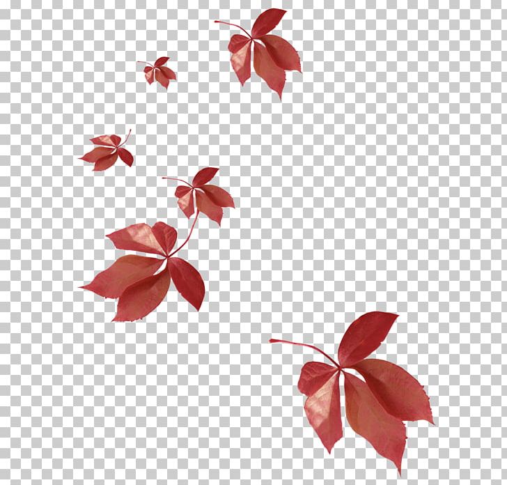 Petal Leaf Flowering Plant PNG, Clipart, Elfe, Fleur, Flora, Flower, Flowering Plant Free PNG Download