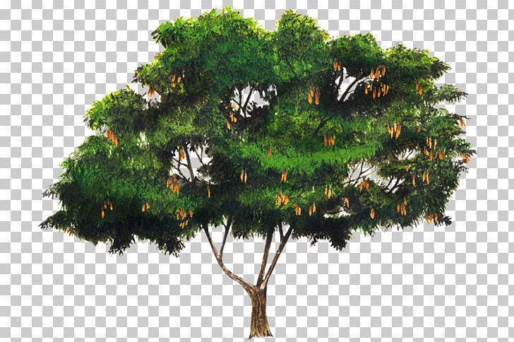 Pine Albizia Lebbeck Albizia Julibrissin Acacia Legumes PNG, Clipart, Acacia, Acacia Retinodes, Albizia Julibrissin, Branch, Conifer Free PNG Download