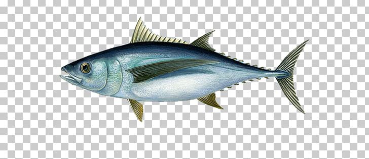 Atlantic Bluefin Tuna Albacore Yellowfin Tuna Fishing PNG, Clipart, Bony Fish, Fauna, Fish Products, Fleet, Mackerel Free PNG Download