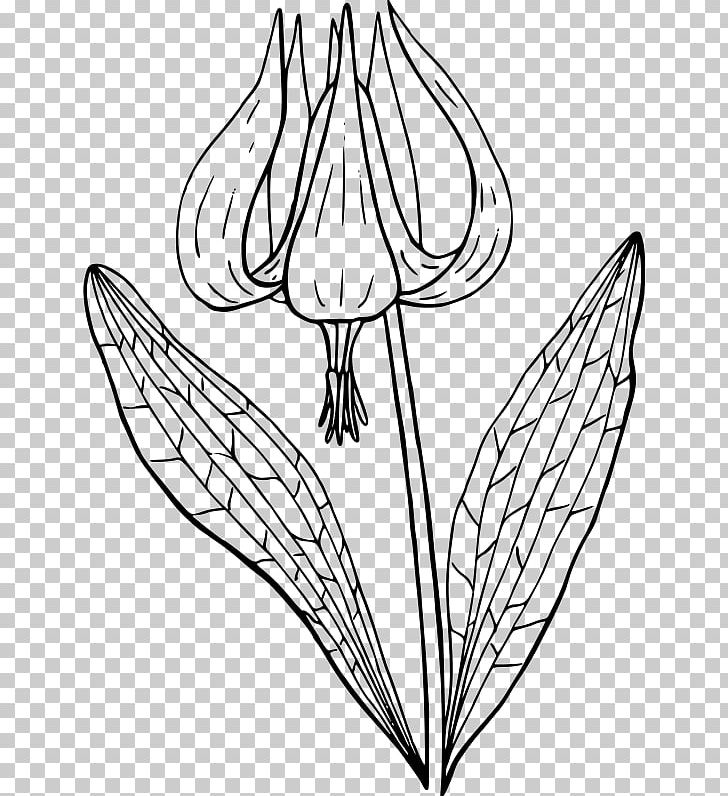 Flower Erythronium Revolutum Coloring Book PNG, Clipart, Art, Artwork, Black And White, Coloring Book, Download Free PNG Download