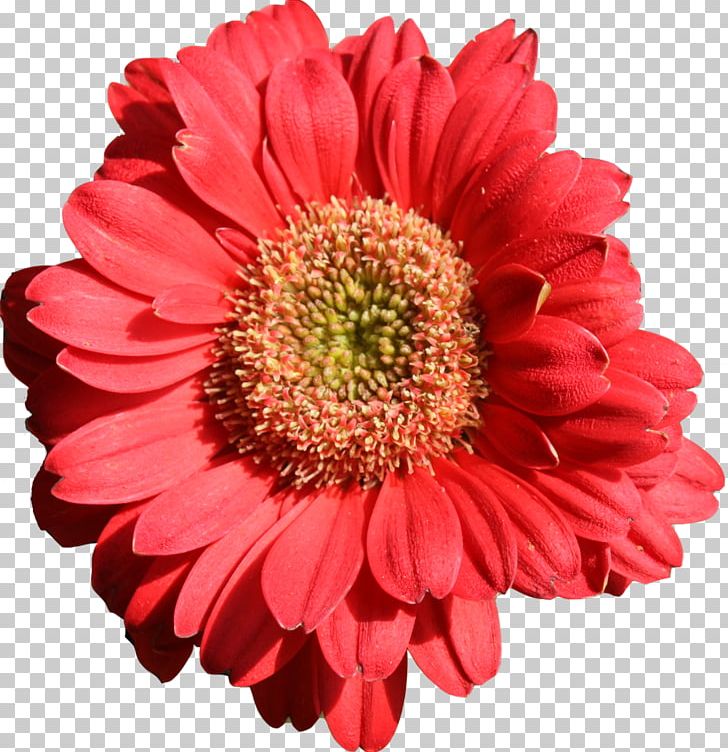 Flower Transvaal Daisy Orange Petal Daisy Family PNG, Clipart, Annual Plant, Blanket Flowers, Blue, Chrysanthemum, Chrysanths Free PNG Download
