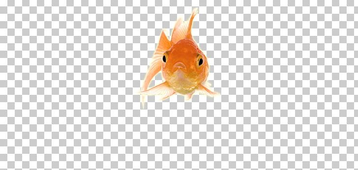 Gold Fish Front PNG, Clipart, Animals, Fish Free PNG Download