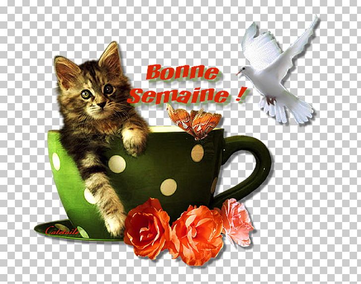 Kitten Morning Photography PNG, Clipart, 2015, 2016, Animals, Animated Film, Blog Free PNG Download