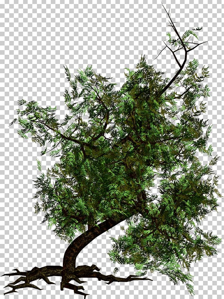 Tree PNG, Clipart, Tree Free PNG Download