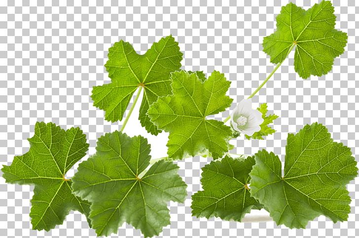 Malva Sylvestris Leaf Stock Photography Flower PNG, Clipart, Branch, Flower, Foliage, Grape Leaves, Grapevine Family Free PNG Download