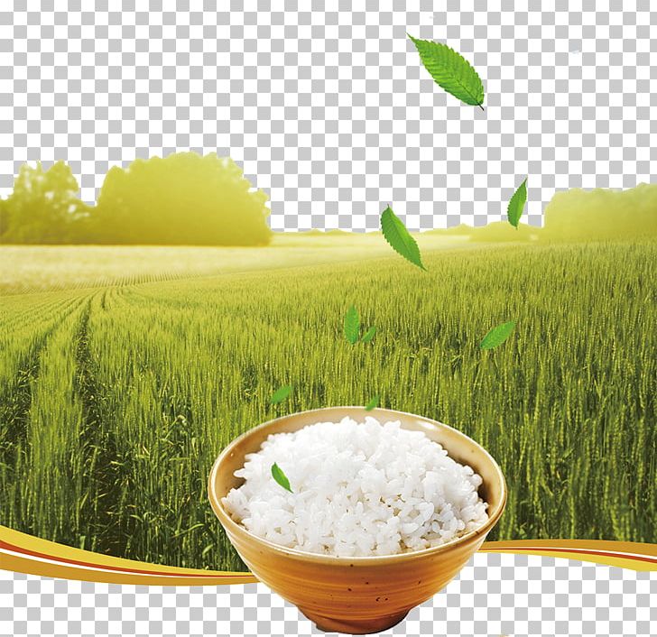 Rice Poster Gratis PNG, Clipart, Advertising, Background Green, Commodity, Download, Food Free PNG Download