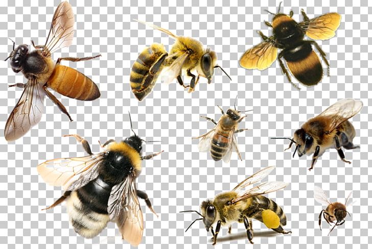 Bee Hornet Apis Florea Insect Honey PNG, Clipart, Animal, Animals, Arthropod, Bee, Beehive Free PNG Download