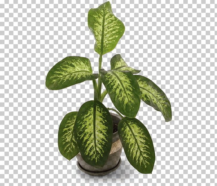 Dieffenbachia Seguine Plants Indoors Houseplant Dieffenbachia Amoena PNG, Clipart, Alocasia, Dieffenbachia Amoena, Dieffenbachia Seguine, Dumb, Dumb Canes Free PNG Download