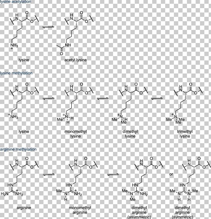 Histone Acetylation And Deacetylation Histone Acetylation And Deacetylation Histone Methylation PNG, Clipart, Angle, Area, Arginine, Black And White, Cytosine Free PNG Download