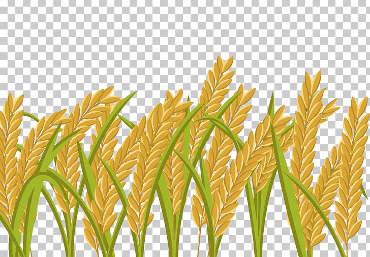 Rice Crop Wheat Paddy Field PNG, Clipart, Agriculture, Autumn, Autumn Harvest, Balloon Cartoon, Cartoon Alien Free PNG Download