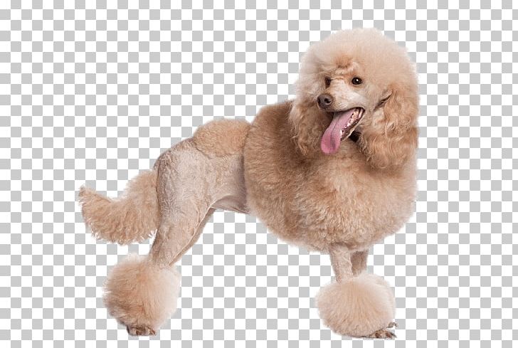 Toy Poodle Standard Poodle Miniature Poodle Dog Grooming PNG, Clipart, Breed, Carnivoran, Coat, Companion Dog, Dog Free PNG Download