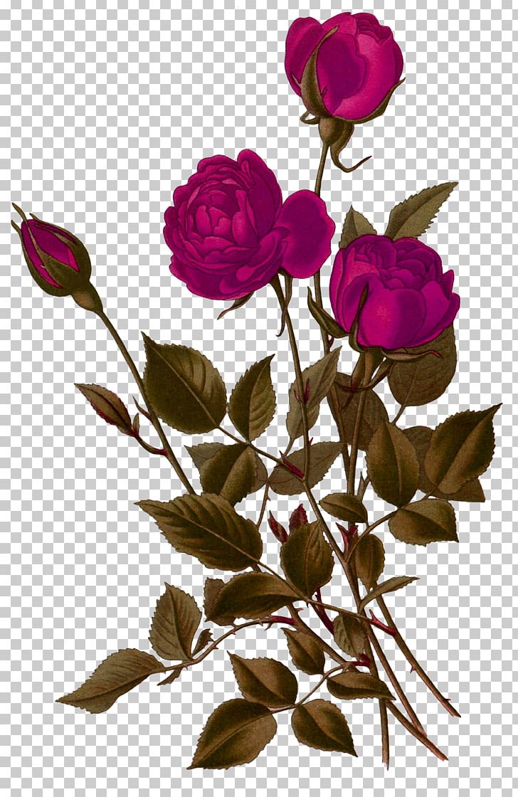 Centifolia Roses Beach Rose Garden Roses Flower Engraving PNG, Clipart, Art, Botany, Branch, Christmas Decoration, Decorative Free PNG Download