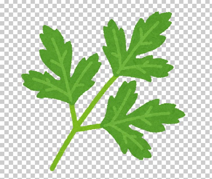 Illustration Italian Cuisine Flat-leaved Parsley Illustrator PNG, Clipart, Carbohydrate, Flatleaved Parsley, Flowering Plant, Food, Graphic Design Free PNG Download