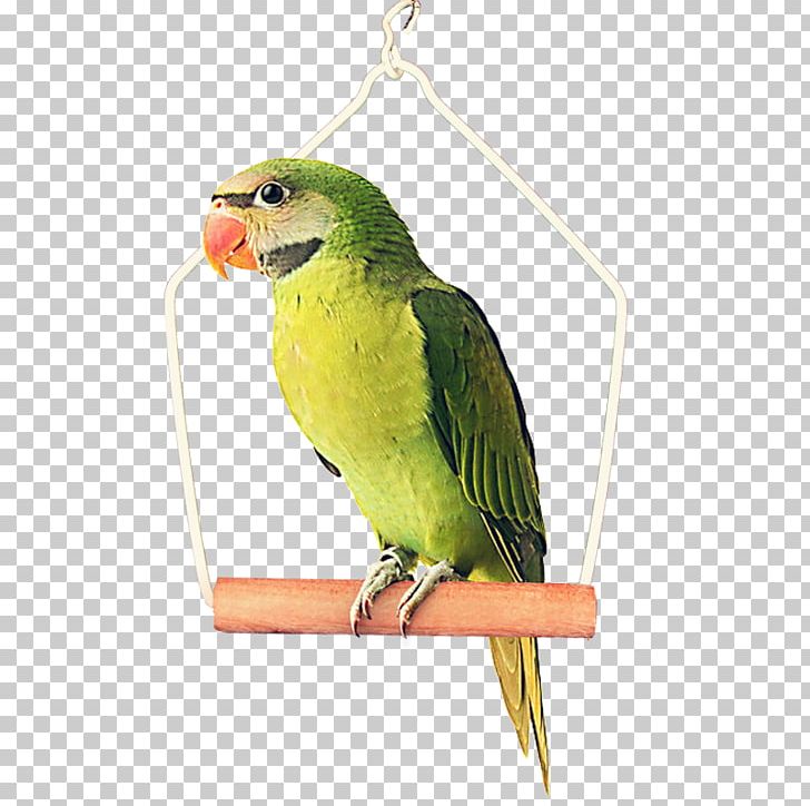 Bird Parrot PNG, Clipart, Animal, Animals, Background Green, Beak, Bird Supply Free PNG Download