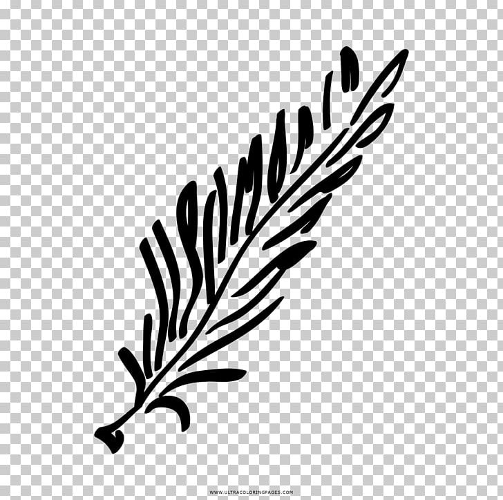 Rosemary Drawing Painting PNG, Clipart, Alecrim, Art, Black And White, Branch, Coloring Book Free PNG Download