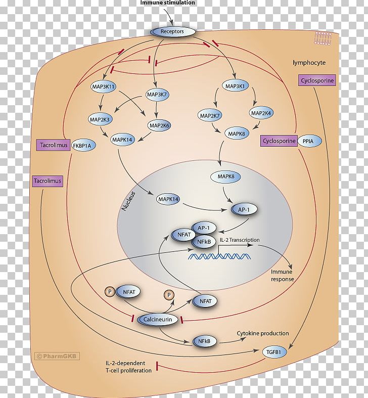 Tacrolimus Cyclosporine Immunosuppressive Drug Pharmaceutical Drug Pharmacodynamics PNG, Clipart, Allotransplantation, Angle, Calcineurin, Circle, Cyclosporine Free PNG Download