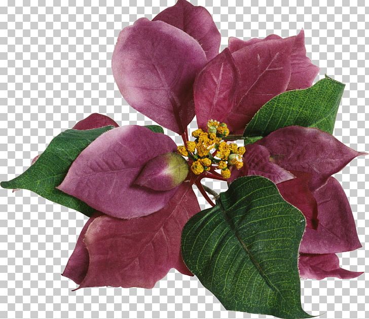 Rose Cut Flowers Petal PNG, Clipart, Cut Flowers, Flower, Flowering Plant, Magenta, Petal Free PNG Download