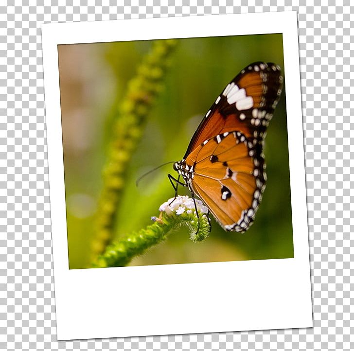 Beautiful Butterfly Insect Desktop Monarch Butterfly PNG, Clipart, Arthropod, Beautiful Butterfly, Brush Footed Butterfly, Butterflies And Moths, Butterfly Free PNG Download