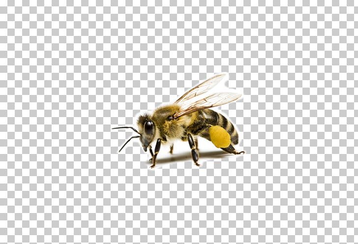 Western Honey Bee Beehive Beeswax Bee Pollen PNG, Clipart, Bee, Bee Creative, Beekeeping, Bee Picture, Bees Free PNG Download