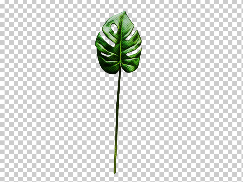 Jack-in-the-pulpit Leaf Green Plant Tree PNG, Clipart, Alismatales, Anthurium, Arum Family, Flower, Green Free PNG Download