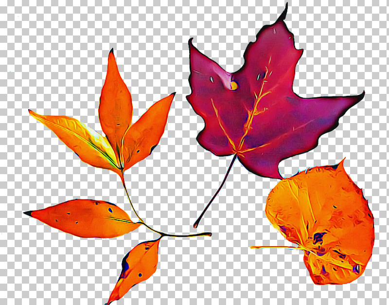 Maple Leaf PNG, Clipart, Autumn, Black Maple, Coquelicot, Deciduous, Flower Free PNG Download
