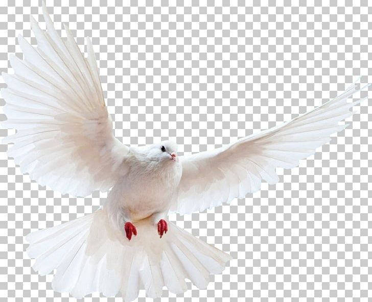 Domestic Pigeon Columbidae Bird PNG, Clipart, Background, Beak, Bird, Columbidae, Domestic Pigeon Free PNG Download