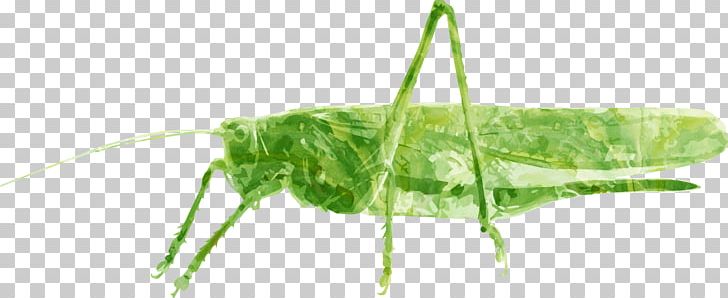 Grasshopper Caelifera Insect Tettigonia Viridissima PNG, Clipart, Animals, Cricket Like Insect, Cute Insects, Download, Encapsulated Postscript Free PNG Download