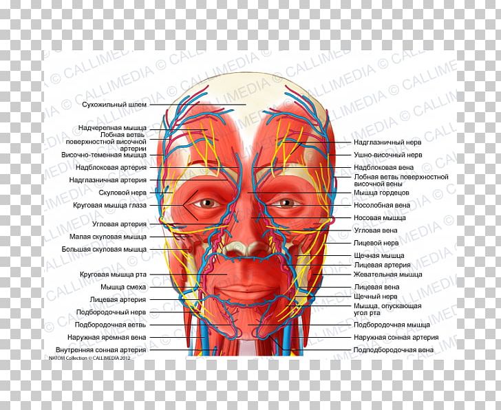 Head And Neck Anatomy Nerve Human Body Nervous System PNG, Clipart, Anatomy, Anterior Triangle Of The Neck, Cranial Nerves, Face, Facial Nerve Free PNG Download