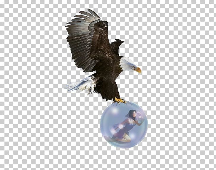 Bald Eagle Bird PNG, Clipart, Accipitriformes, Animals, Autocad Dxf, Bald Eagle, Beak Free PNG Download