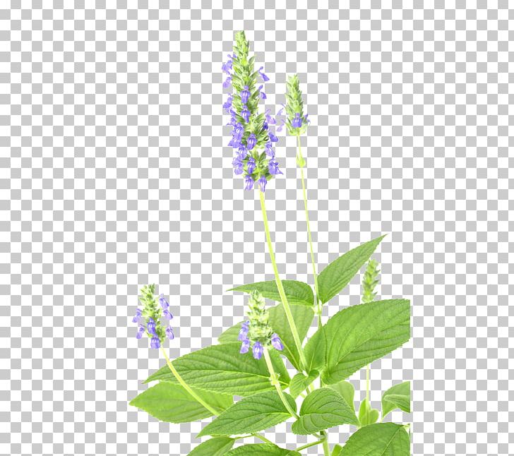 Chia Seed Annual Plant PNG, Clipart, Annual Plant, Can Stock Photo, Chia, Chia Seed, Common Sage Free PNG Download