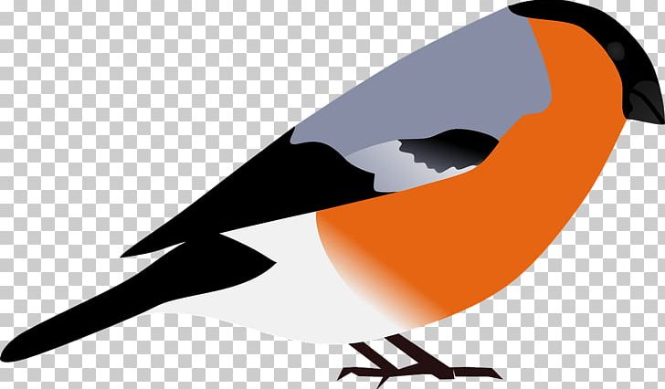 Finch PNG, Clipart, Beak, Birds, Brand, Finch, Free Content Free PNG Download