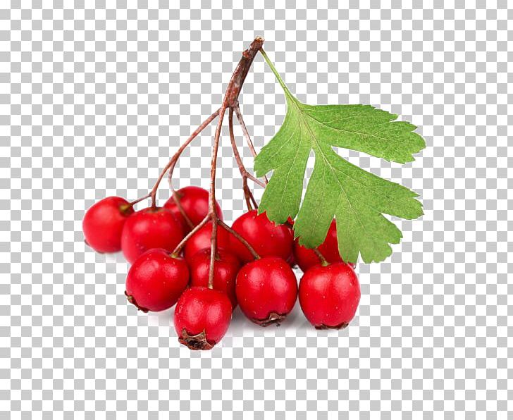 Sweet-Brier Rose Hip Berry Oil Tea PNG, Clipart, Berry, Cherry, Currant, Food, Fruit Free PNG Download