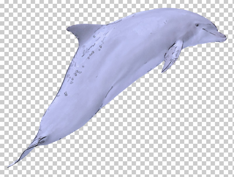 Bottlenose Dolphin Dolphin Cetacea Short-beaked Common Dolphin Rough-toothed Dolphin PNG, Clipart, Bottlenose Dolphin, Cetacea, Dolphin, Roughtoothed Dolphin, Shortbeaked Common Dolphin Free PNG Download