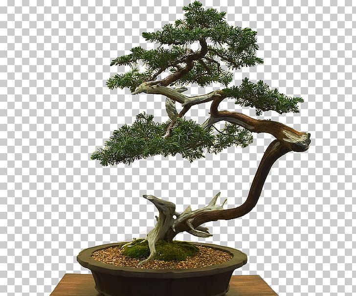 Chinese Sweet Plum Flowerpot Bonsai Houseplant Tree PNG, Clipart, Bonsai, Branch, Daum, Evergreen, Flowerpot Free PNG Download