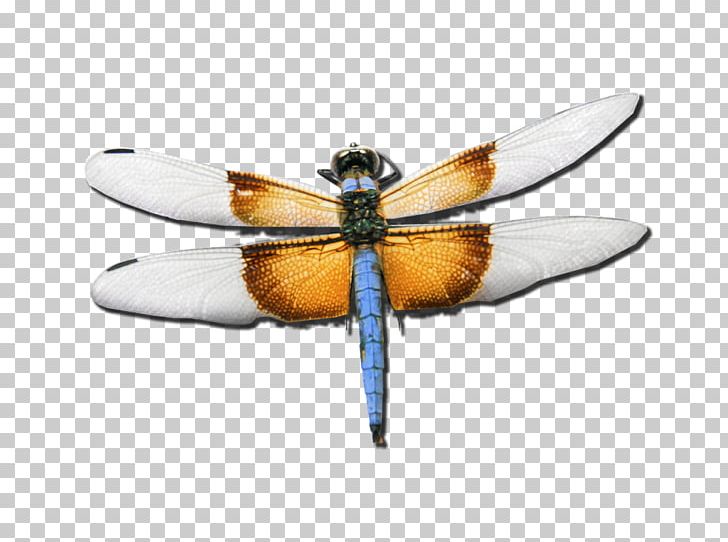Employee Assistance Program Insect Dragonfly Psychotherapist PNG, Clipart, Animals, Arthropod, Butterflies And Moths, Clinic, Dragonflies And Damseflies Free PNG Download