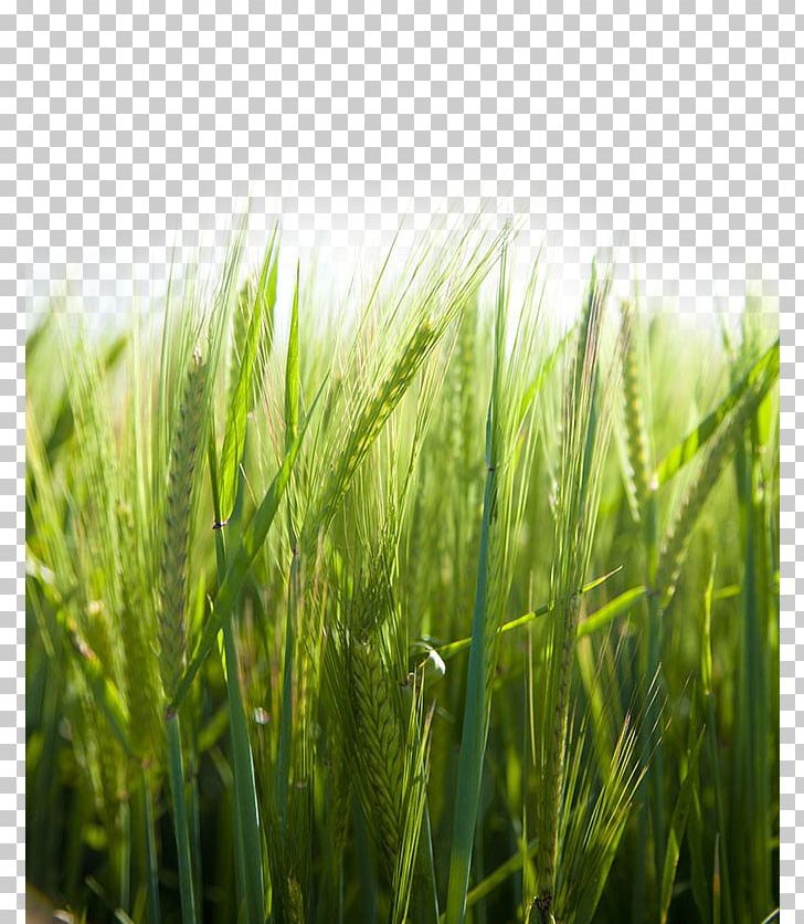Paddy Field Rice Icon PNG, Clipart, Adobe Illustrator, Agriculture, Barley, Cereal, Commodity Free PNG Download