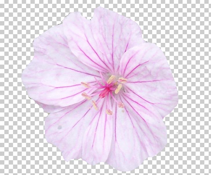 Pink Flowers Crane's-bill PNG, Clipart, Annual Plant, Cranesbill, Deviantart, Flower, Flowering Plant Free PNG Download