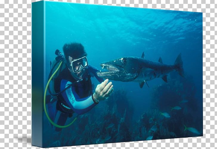 Scuba Diving Divemaster Underwater Marine Biology Marine Mammal PNG, Clipart, Animals, Aqua, Aquanaut, Barracuda, Biology Free PNG Download