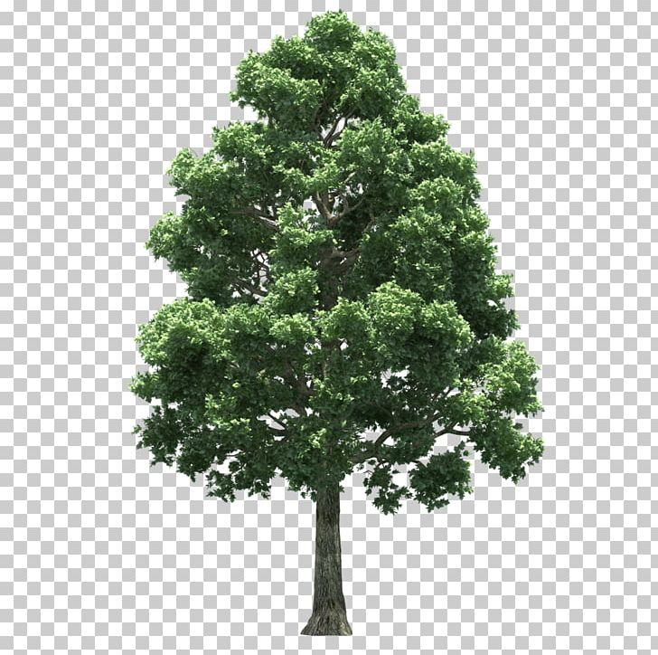 Tree PNG, Clipart, Ash, Bark, Biome, Evergreen, Houseplant Free PNG Download