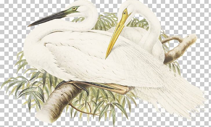 A White Heron Longevity PNG, Clipart, Animal, Asuka, Beak, Bird, Chinese Free PNG Download