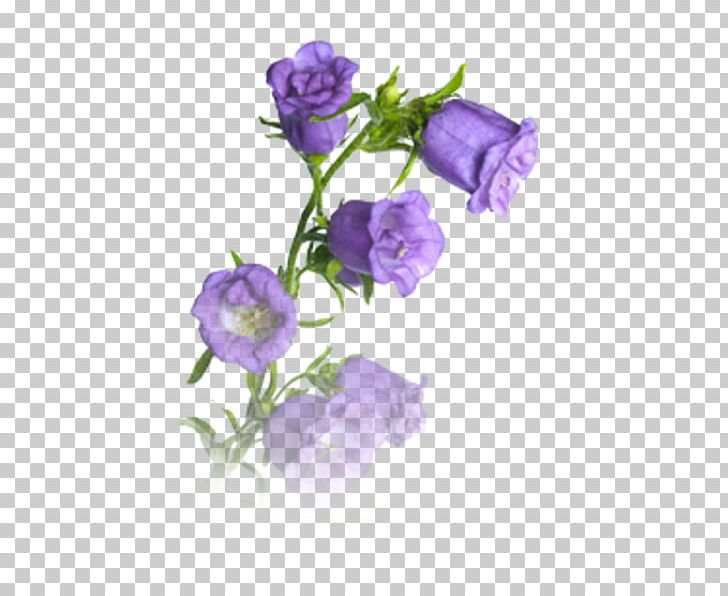 Harebell Stock Photography Getty S PNG, Clipart, Bellflower, Bellflower Family, Bellflowers, Blume, Cut Flowers Free PNG Download