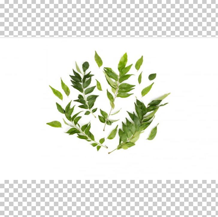 Herb Plant Stem Leaf Branching PNG, Clipart, Branch, Branching, Grass, Herb, Herbal Free PNG Download