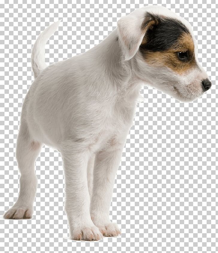 Jack Russell Terrier Miniature Fox Terrier Dog Daycare Pet Sitting Puppy PNG, Clipart, Animals, Canidae, Carnivoran, Companion Dog, Dog Free PNG Download