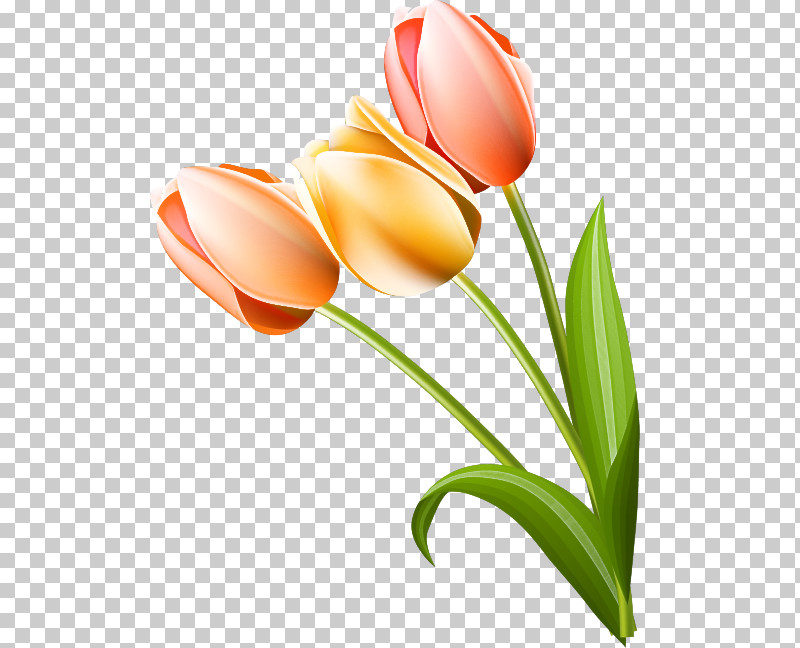 Tulip Flower Plant Petal Cut Flowers PNG, Clipart, Bud, Cut Flowers, Flower, Lily Family, Petal Free PNG Download