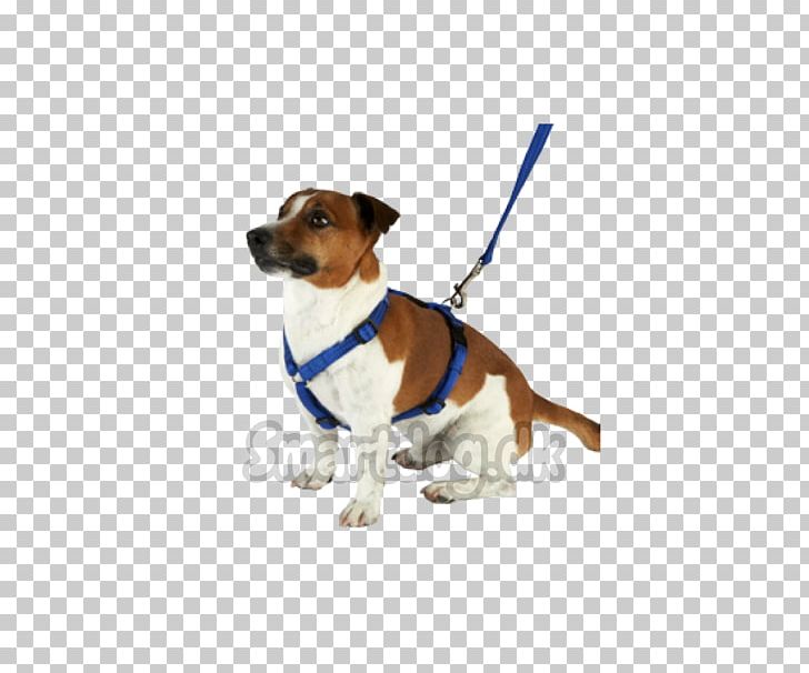 Dog Breed Puppy Companion Dog Leash PNG, Clipart, Animals, Breed, Collar, Companion Dog, Dog Free PNG Download