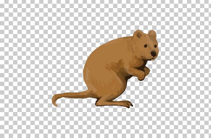 Rottnest Island Quokka Macropodidae Icon PNG, Clipart, Animals, Bear, Brown, Carnivoran, Cartoon Free PNG Download