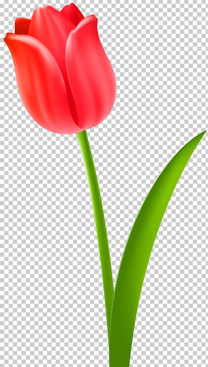 Tulip Desktop PNG, Clipart, Art, Bud, Closeup, Color, Computer Wallpaper Free PNG Download