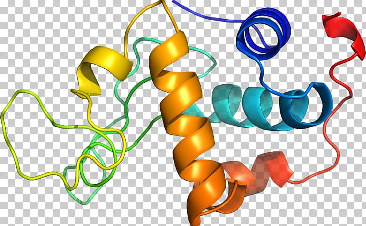 Organism Line PNG, Clipart, Area, Art, Artwork, Line, Methylmalonylcoa Mutase Free PNG Download