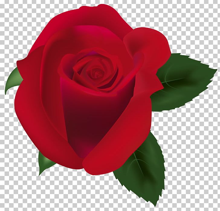 Rose PNG, Clipart, China Rose, Cut Flowers, Desktop Wallpaper, Floribunda, Flower Free PNG Download